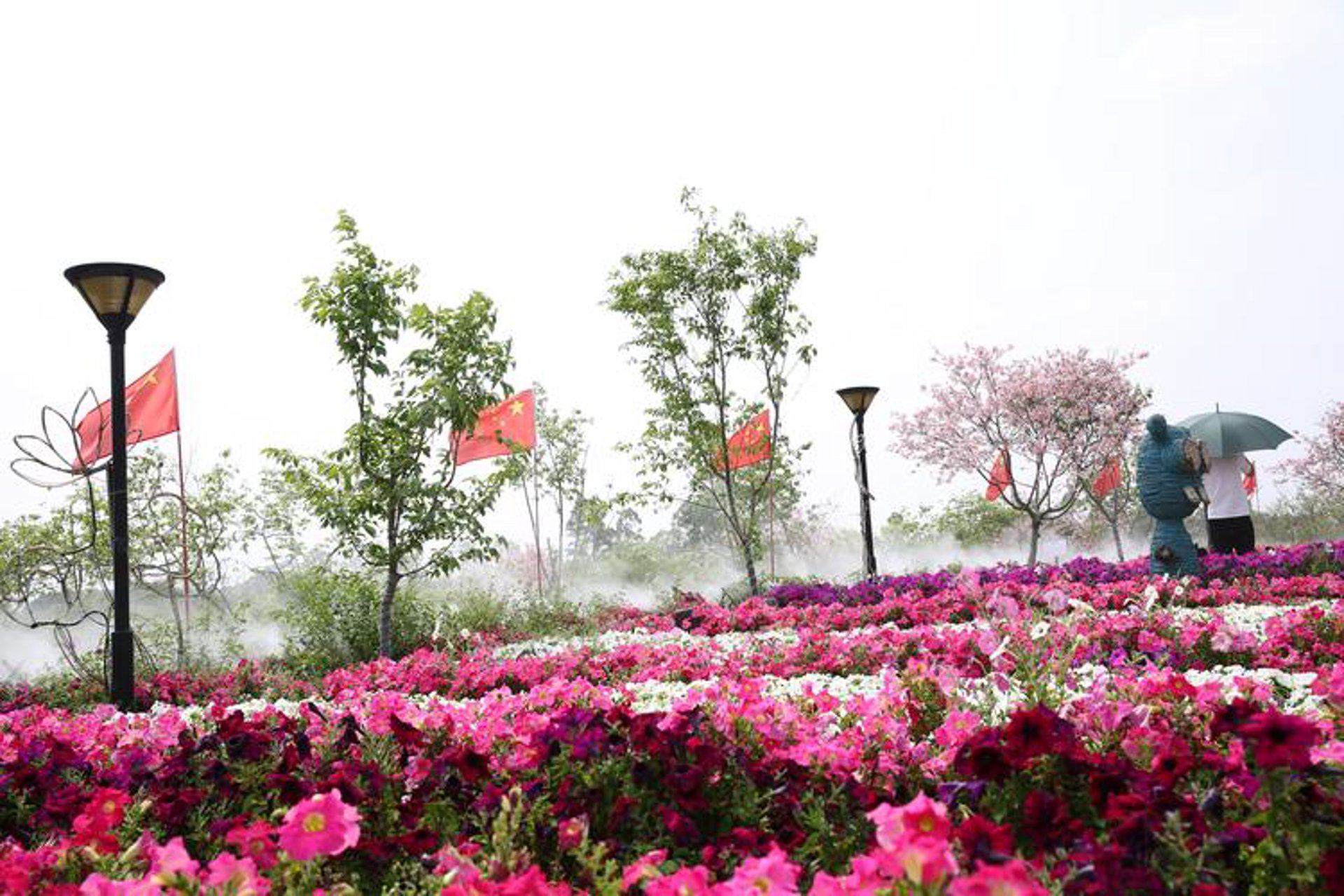 花卉百科谷
